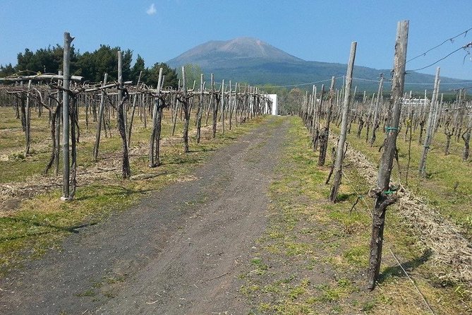 Pompeii and Mt. Vesuvius Tour With Winery Lunch From Sorrento - Tour Highlights