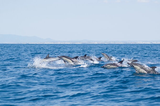 Portimão: World of Dolphins and Seabirds - Biologist on Board - The Fascinating Marine Life of Portimão