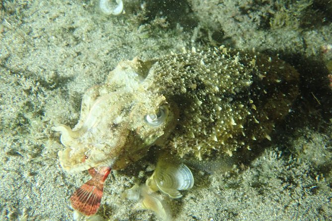 Porto Santo Night Snorkeling Tour - Tour Overview and Experience