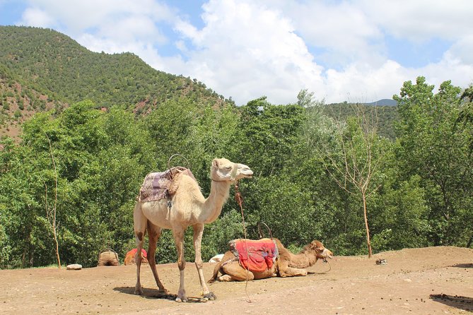 Premium Atlas Mountains & Berber Village Day Trip With Camel Ride - Traveler Photos and Reviews