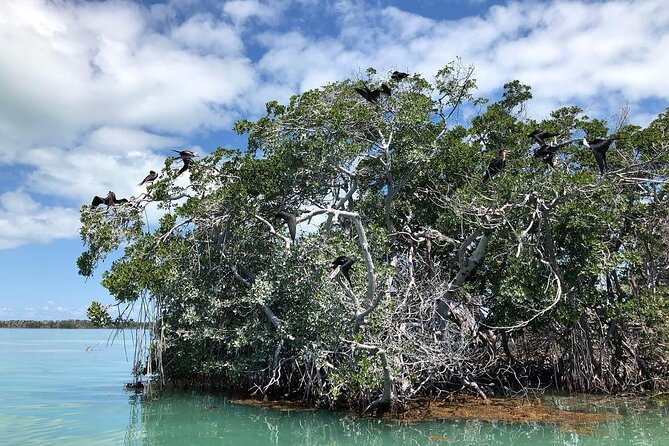 Private 2 Hour Mangrove Ecotour - Meeting and Pickup Details