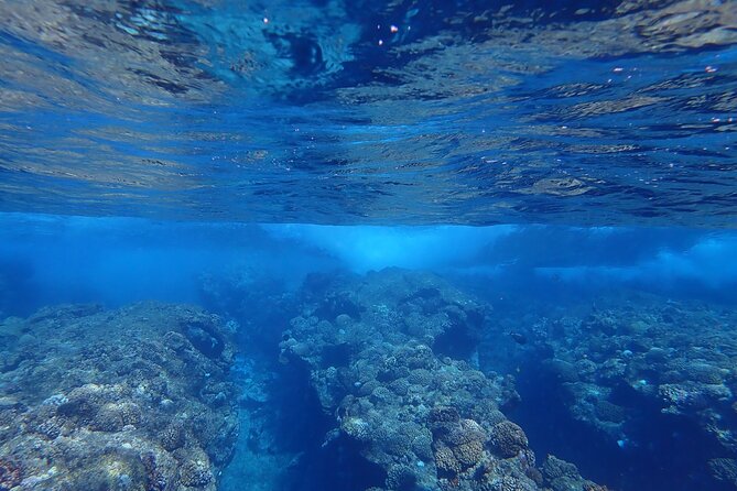 Private 4 Hours Reef Discovery Luxury Private Treasure Hunt in Bora Bora - Tour Inclusions