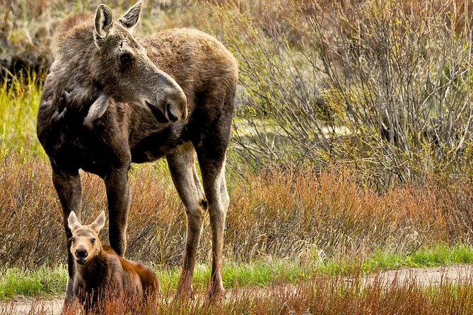 Private 8-Hour Grand Teton Adventure - Grand Teton National Park Overview