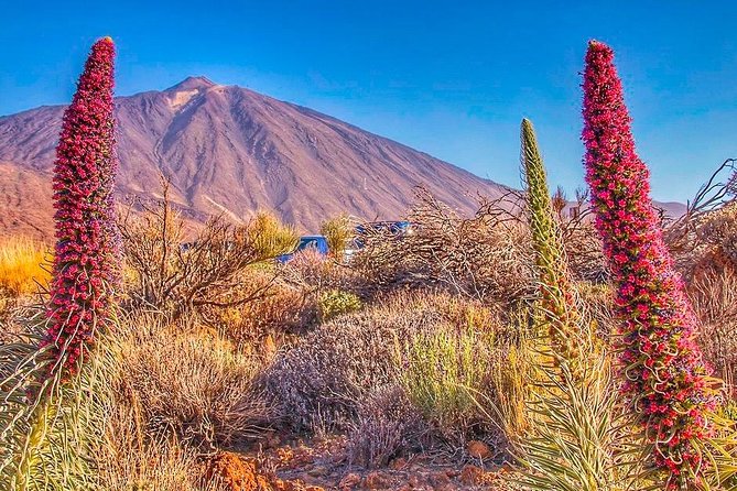 Private 8 Hours Tour to El Teide From Tenerife Hotel With Driver/Guide - Pricing and Booking Details