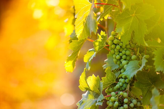 Private Afternoon Wine-Tasting Tour of Niagara, Ontario  - Niagara Falls & Around - Tour Highlights