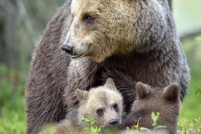 Private All-Day Tour of Yellowstone National Park - Pricing and Booking Details