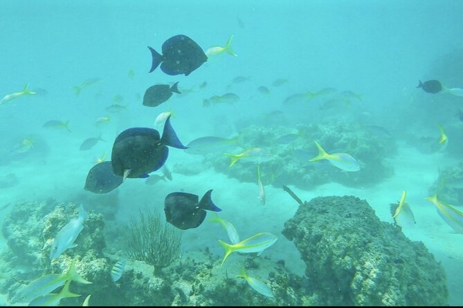 Private All Inclusive East Coast Keys Trip & Snorkel Experience - Pickup Details and Transportation Service