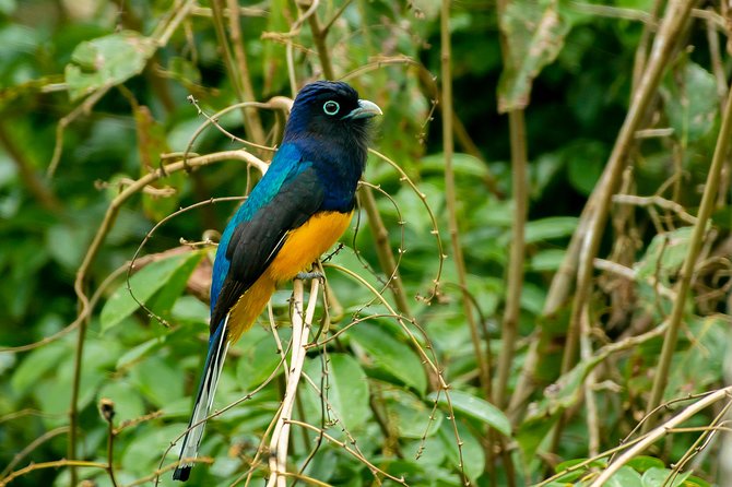 Private Amazing Amazon Discovery Tour - 4 Days, Iquitos, Peru - Reviews and Ratings