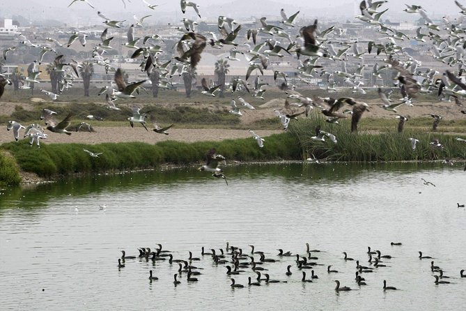 Private and Exclusive Nature and Trek in Chorrillos - Whats Included and Pickup Information