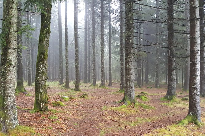 Private Black Forest Tour: From Baden-Baden to Freiburg - Tour Highlights