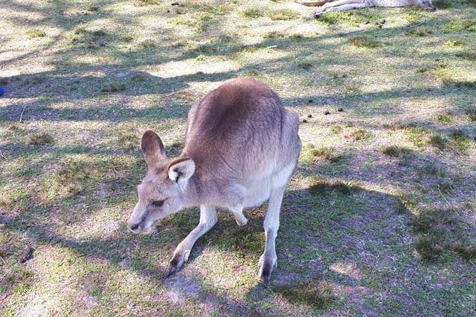 Private Blue Mountains Tour With Kangaroo and Koala Experience - Traveler Reviews
