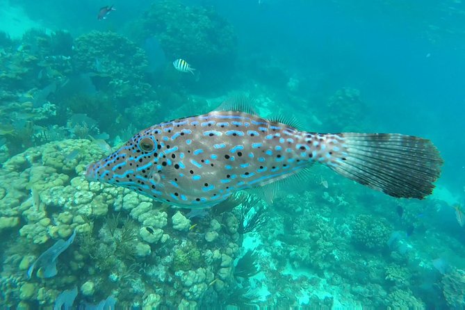 Private Charter 32ft Express Cruiser. Stingay City, Coral Reef Snorkeling - Trip Highlights From Traveler Reviews
