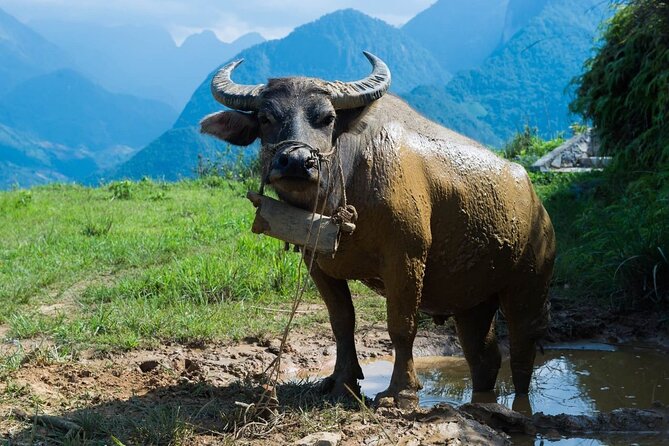 Private Day Tour in Sapa to Remote Village - Reviews