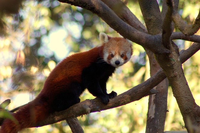 Private Day Trip to Central Zoo at Jawalakhel - Private Guided Visit With 108 Animal Species