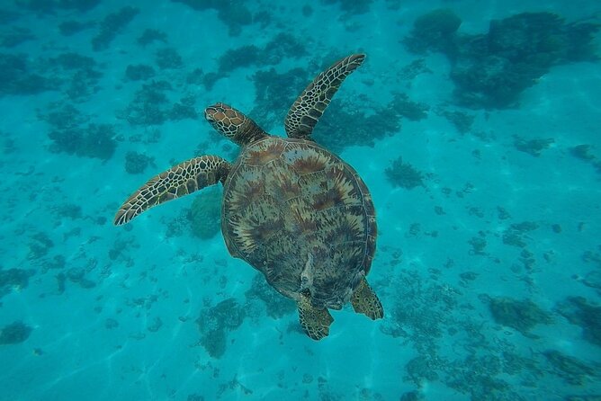 Private Discovery of the Marine Fauna of Moorea - Booking and Participation Details