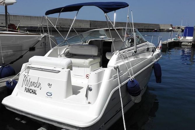 Private Dolphin and Whale Watching Tour in Madeira - Excellent Service