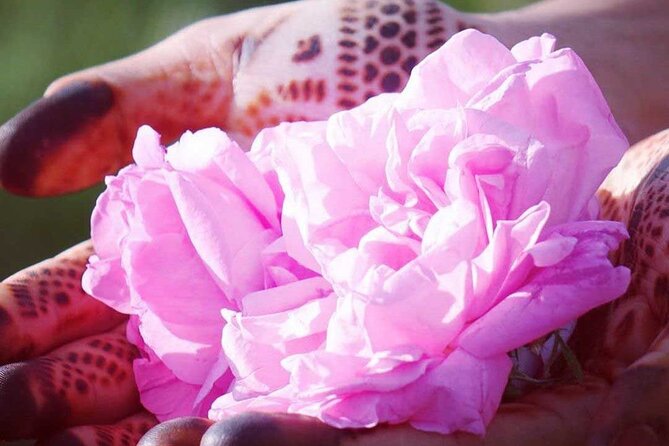 Private Excursion From Ouarzazate to Gorges Dades, Valley of Roses and Skoura - Private Transportation With Air-Conditioned Vehicle
