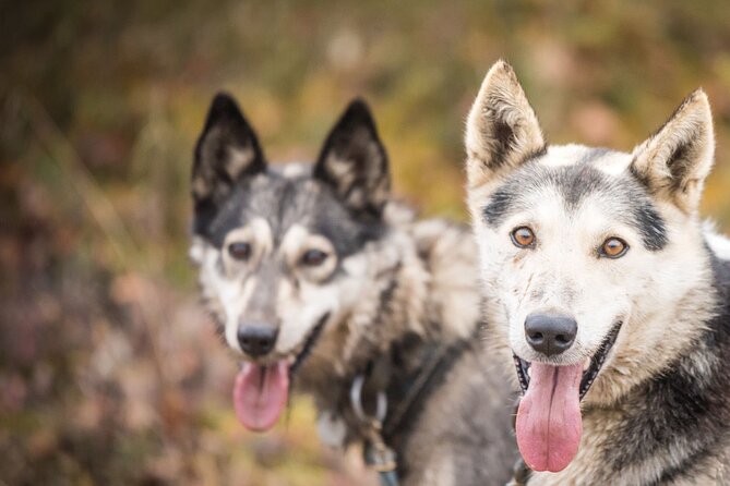 Private Fall Foliage Mushing Cart Ride in Fairbanks - Tour Details