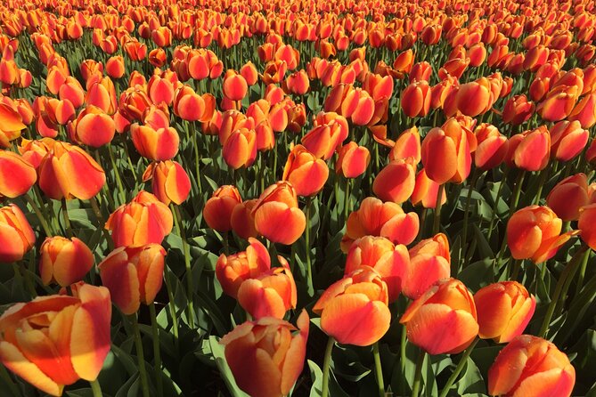 Private Flowerfield Tour in Tesla From Leiden - Transportation and Pickup Services