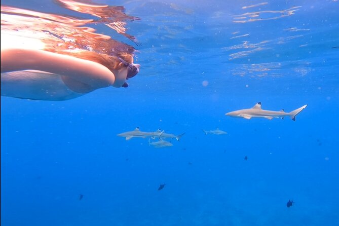 Private Full Day Lagoon Safari and Lunch on a Motu in Bora Bora - The Ultimate Bora Bora Lagoon Safari