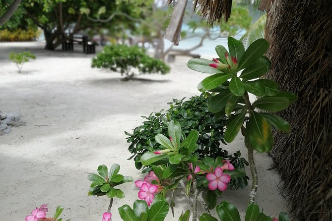 PRIVATE FULL DAY LAGOON TOUR - Bora Bora Cultural Lagoon Tour - Cancellation Policy