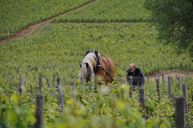 Private Full Day Tour - Côte De Nuits : Pinot Noir Paradise - Tour Highlights