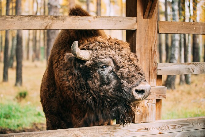 Private Full-Day Tour From Usedom to Wolin National Park - Cancellation Policy