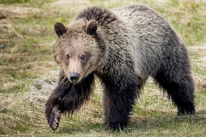 Private Full-Day Yellowstone National Park Tour - Tour Overview
