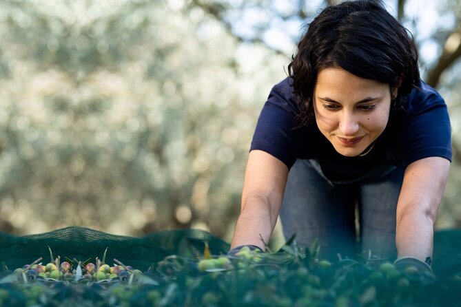 Private Guided Tour, Olive Oil Estate in Salon De Provence. - Olive Oil Experience