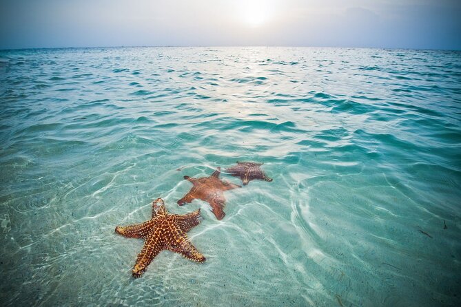 Private Half-Day Charter to Stingray City, Starfish Point and Snorkeling Tour - Additional Information