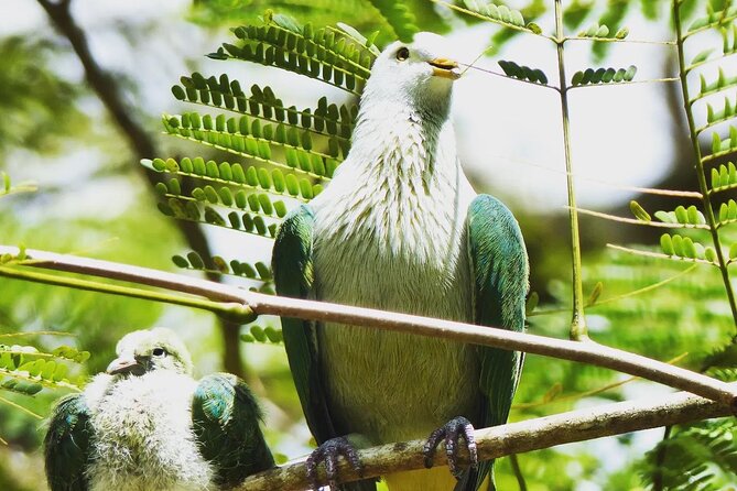Private Half-Day Hike in the Opunohu Valley in Moorea - Meeting and Pickup Details