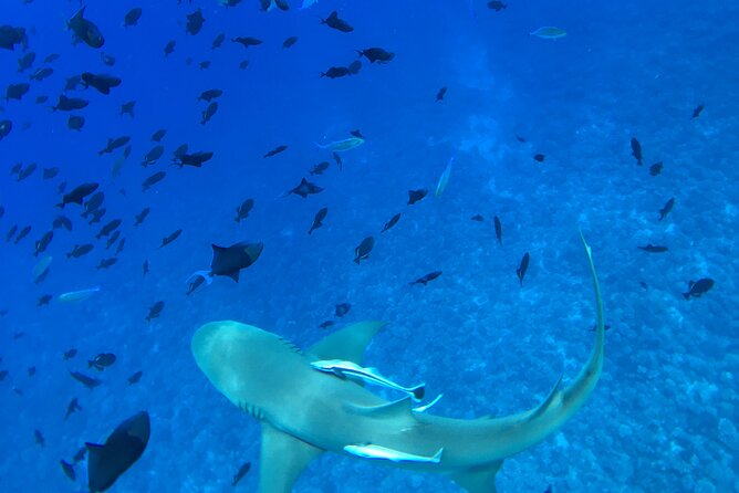 PRIVATE HALF DAY LAGOON TOUR - Bora Bora Cultural Lagoon Tour - Common Questions