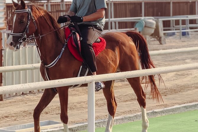 Private-Half Day Safari With Horse Ride/Camel Ride - Horse Riding Experience
