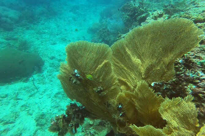Private Half-Day Scuba Diving With Expert (1dive) - Equipment and Gear