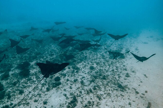 Private Half Day Snorkeling in Moorea - Cancellation Policy and Refunds