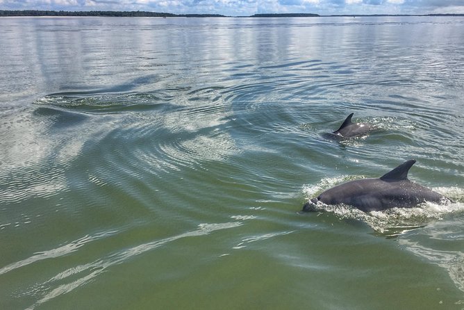 Private Hilton Head Dolphin Watching Tour With Waterfront Dining Stops - Private Tour Guide