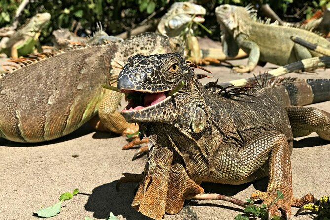 Private Island Tour - Sint Maarten - Overall Satisfaction