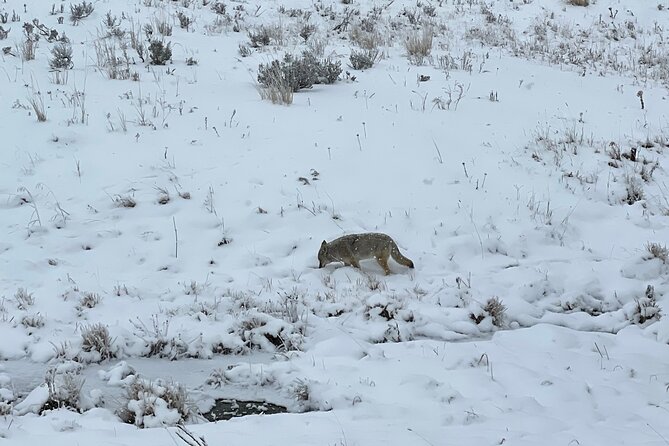 Private Jeep Tour of Yellowstone's Winter Wonderland - Why Choose a Private Jeep Tour?