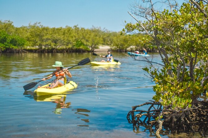 Private Kayaking Adventure Around the Mangroves and La Paz Bay - Kayaking in the Mangroves