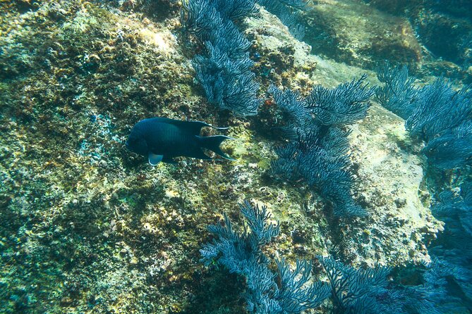 Private Los Cabos Snorkeling Tour to Chileno Bay and Santa Maria Cove - Overview and Experience