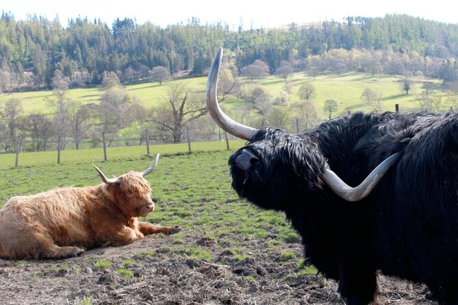 Private Luxury Tour of The Highlands and Loch Ness From Glasgow - Booking Information