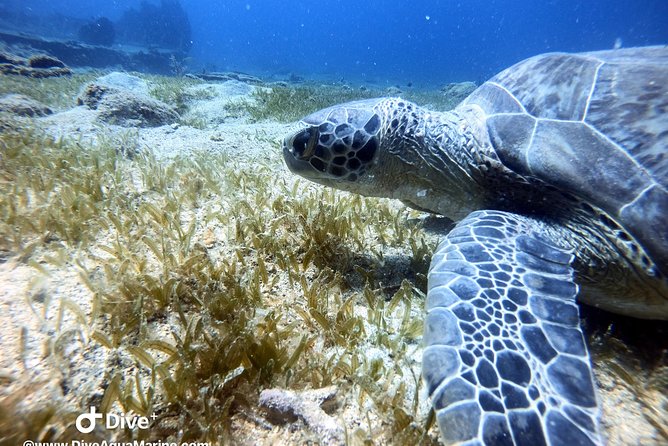 Private Morning Half-Day Snorkeling Trip - Overview and Details