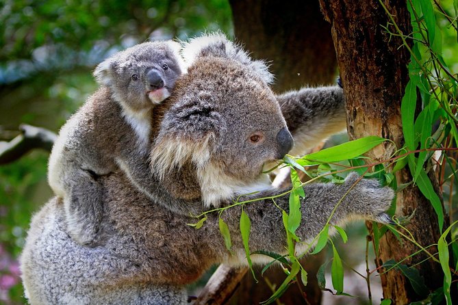 Private One Day Great Ocean Road Tour (12 Hour) - Itinerary Overview