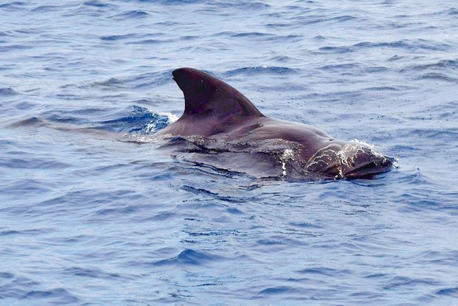 Private Premium Whale and Dolphin Safari St Lucia - Dolphin Sightings on the Safari