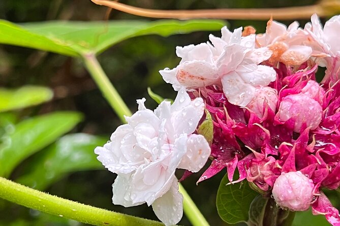 Private Rainforest Hike to Hidden Waterfall Tour With Transport - Tour Duration and Accommodation