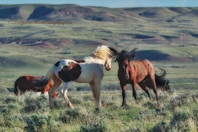 Private Red Canyon Wild Mustang Tour - Pricing and Booking