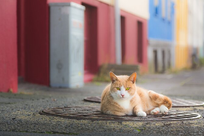Private Reykjavik Cat Walking Tour - Cat-Focused Tour of Reykjavik
