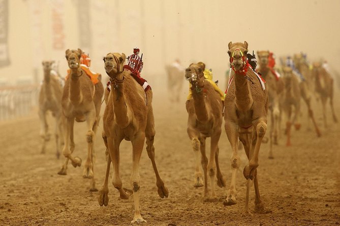 Private Shahania Bedouin Tour - Exclusive Access to Al-Shahaniya Camel Racing Track