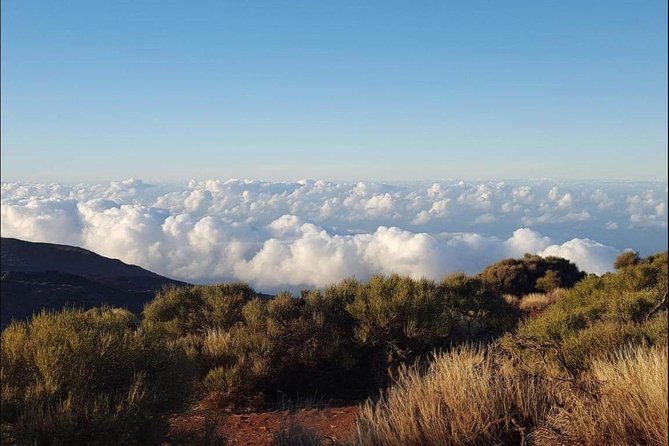 Private Shore Excursion in Tenerife From Your Cruise Ship - Overview and Highlights
