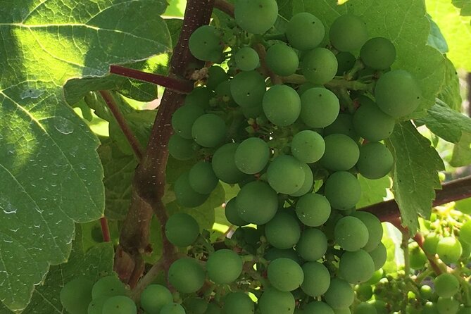Private Small Group Local Wine and Cider Tasting, Central Saanich - Cancellation Policy